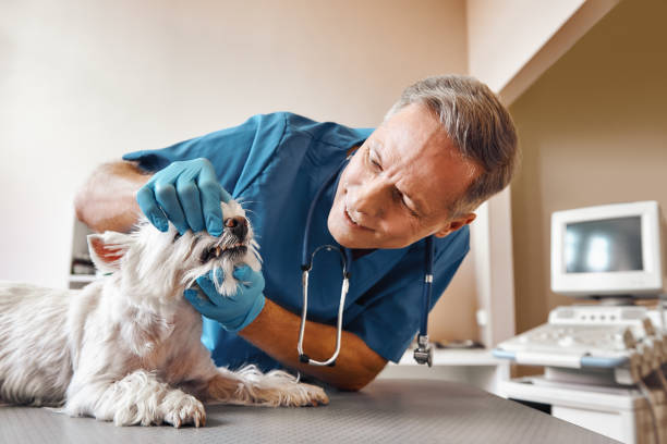 Best Weekend Emergency Dentist in Maryville, MO